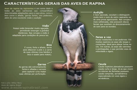 This is o que é o cdb? by leonardo rocha on vimeo, the home for high quality videos and the people who love them. O que são aves de rapina? | Aves de Rapina Brasil