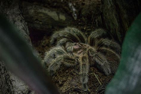 It contains 40 available or upcoming looks and 26 unavailable looks. The Beginners Guide to Keeping Tarantulas as Pets ...