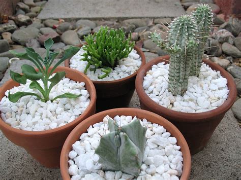 If you're just getting started growing hydroponically, you want to make it easier on yourself. Potted Dollar Store Cactus and Succulents - a photo on ...
