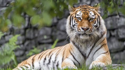Siberian Tiger Wallpaper 4k Big Cat Wildlife Predator