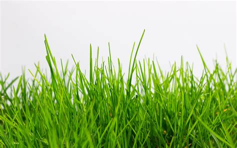 Listing Ownership Whose Grass Is It Anyways Wav Group Consulting