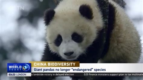 China Biodiversity Giant Pandas No Longer Endangered Species Cgtn