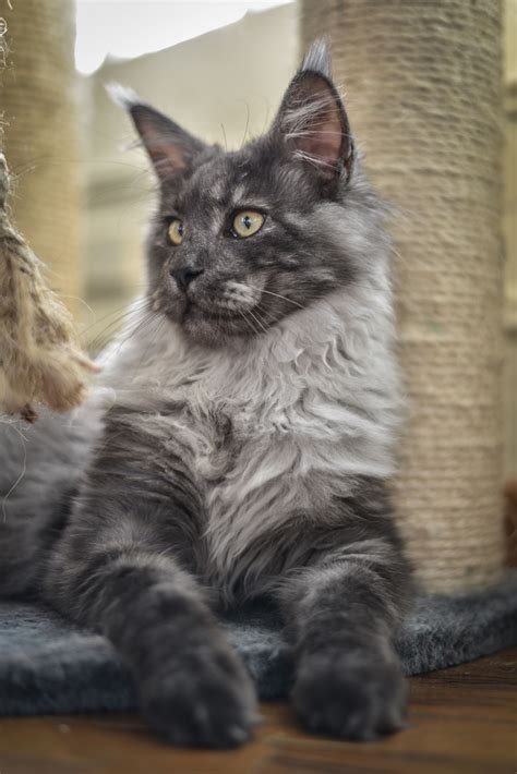 Maine Coon Cats For Sale Alysia Of Eurocoons Black Classic Tabby Female