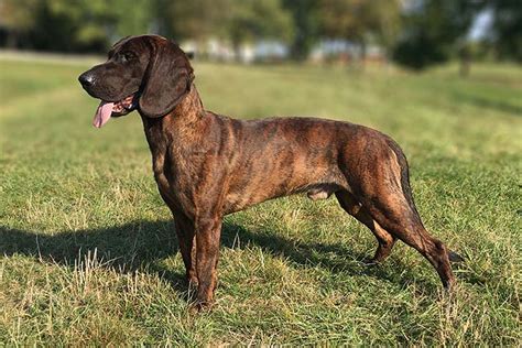hanoverian scenthound dog breed information american kennel club