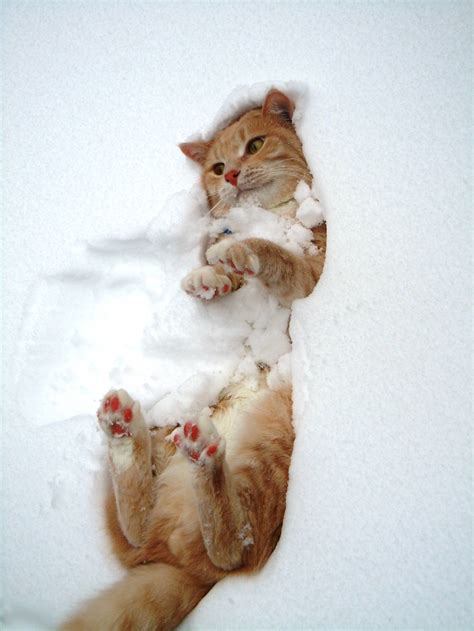 Post Pictures Of Cats In The Snow Ign Boards