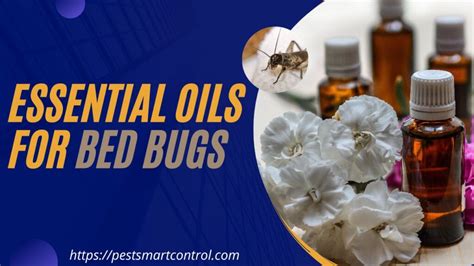 The10 Best Essential Oils For Killing Bed Bugs In Updated 2023