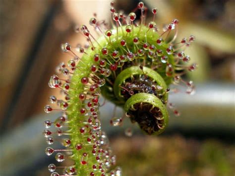 South African King Sundew Carnivorous Plant Resource
