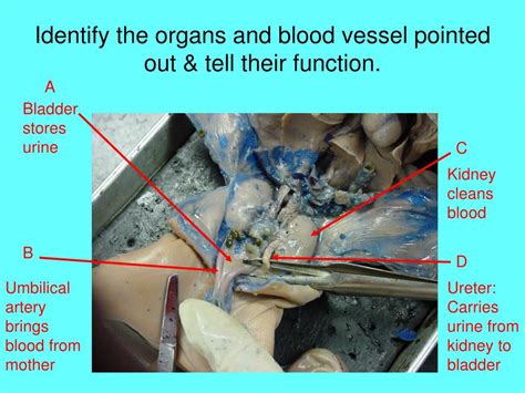 As already described, the blood passes on again via the tricuspid valve, right ventricle and pulmonary artery to the lungs. PPT - Fetal Pig Dissection Review PowerPoint Presentation ...