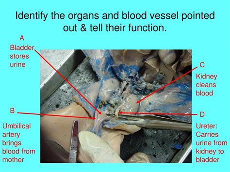 A healthy cardiovascular system is vital to supplying the body with oxygen and nutrients. PPT - Fetal Pig Dissection Review PowerPoint Presentation ...