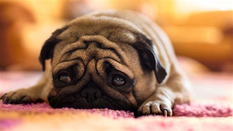Sad Dogs Wallpapers Wallpaper Cave