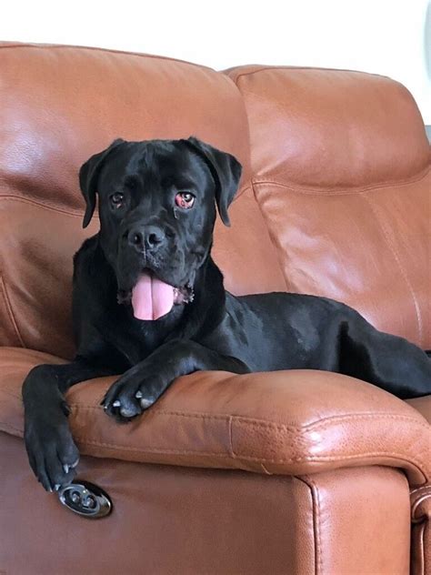 1 Year Old Female Cane Corso In Weston Super Mare Somerset Gumtree
