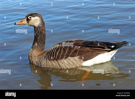 Canada X Greylag Goose Hybrid Stock Photo Alamy