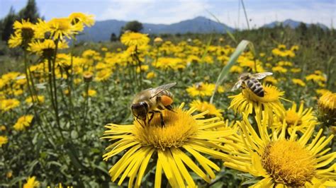 día mundial de las abejas ¿por qué son importantes para la humanidad