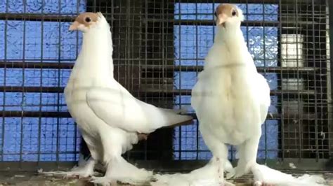 Fancy Pigeons For Sale At Chennai Chennai Fancy Kabootar Farm Pigeon
