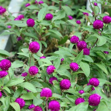 2020 popular 1 trends in jewelry & accessories, women's clothing, beauty & health, novelty & special use with belly button flower and 1. Australian Seed - GOMPHRENA Pink Billy Buttons