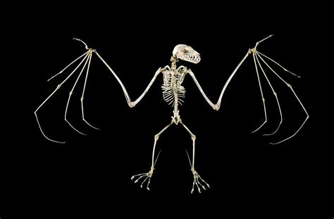 19th Century Fruit Bat Skeleton Photograph By Patrick Landmannscience