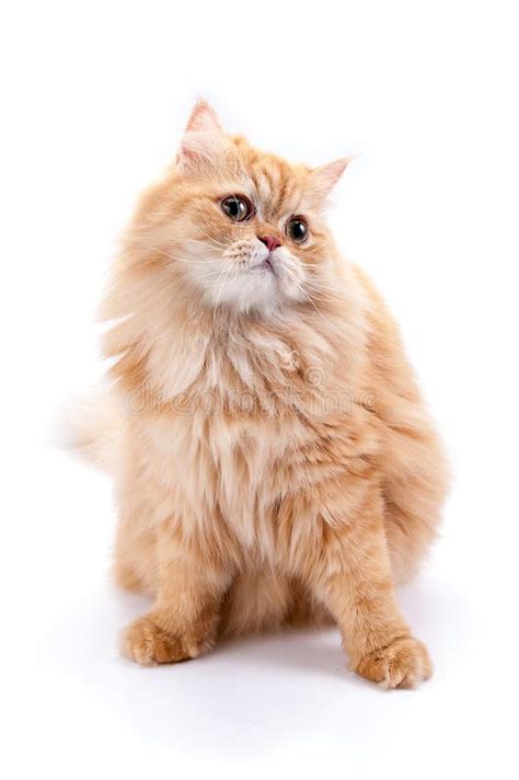 Photo About Persian Cat On A White Background Golden Yellow Gold Cat