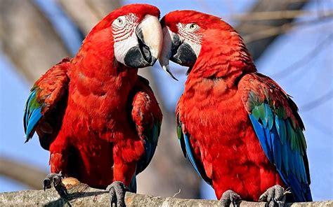 Twee Rode Papegaaien Op Een Tak