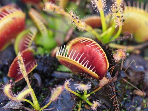 Plants You Didnt Know Were Endangered Surprising Endangered Plants