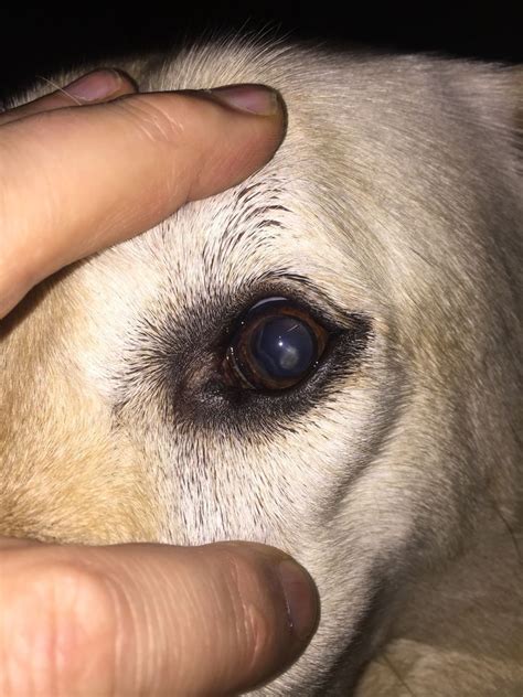 Corneal Dystrophy Cat Eye Problems Eyes Problems Dog Cat