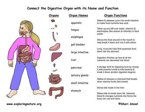 organs   digestive system activity sheet