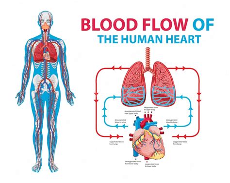 Diagrama Que Muestra El Flujo De Sangre En Humanos Vector Gratis