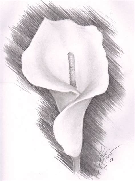 Lily Flower Drawing Pencil Botanical Drawings Calla Lily I