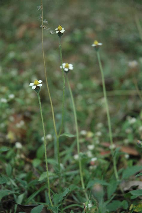 Tridax Procumbens Asteraceae