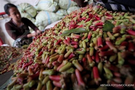 Bumbu cengkeh, cengkeh, furnitur, makanan, anjing seperti mamalia png. Harga cengkih di pasar lokal mulai stabil