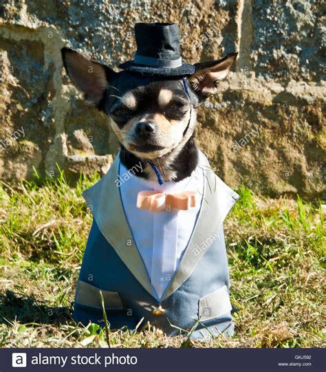Portrait Of Pet Chihuahua Dog Wearing Top Hat And Tuxedo
