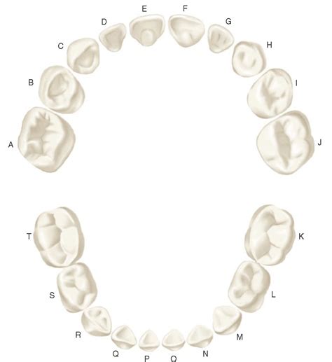 Upper And Lower Teeth Anatomy