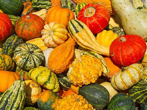 Tips And Information About Gourds Gardening Know How