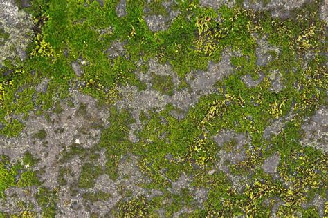 Mossy Stone Hdr Texture Free Stock Photo By Nicolas Raymond On