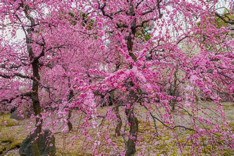 Pink Plum Blossom Season At Jōnan Gū Shrine In Kyoto Flickr