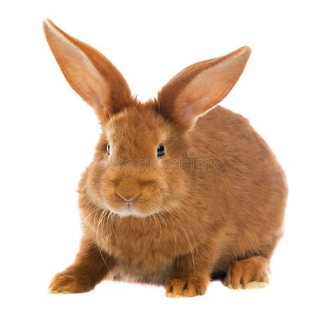 Light Brown Rabbit Stock Photo Image Of Single Little 42608144