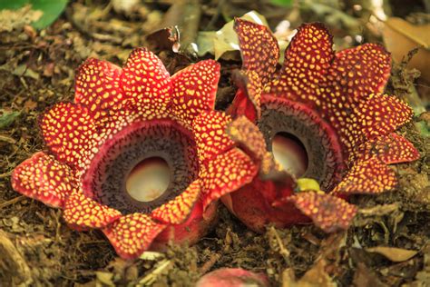 Smelly Parasitic Plant Lost About Half Its Genes Stole Some From Hosts