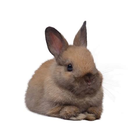 Netherland Dwarf Rabbit Colors Every Bunny Welcome