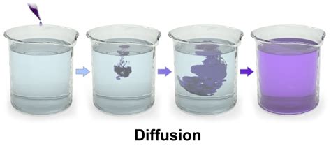 Diffusion, Osmosis & Active Transport Lecture Materials from the