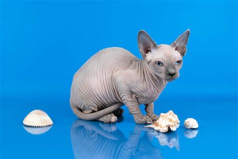 Sphynx Cats For Sale Danville Il 199904 Petzlover