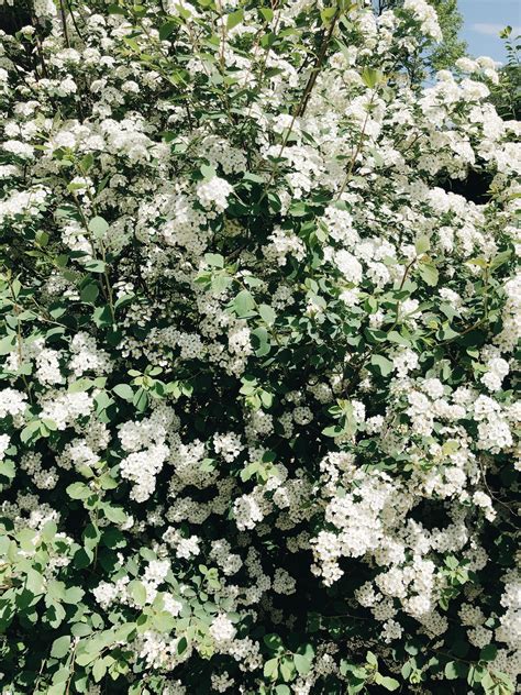 Buy with confidence, 1stinflowers.com has been offering send flowers to texas, tx. white flower bush | Bev Cooks