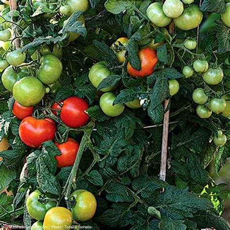 Little Sicily F1 Hybrid Tomato A Comprehensive Guide World Tomato