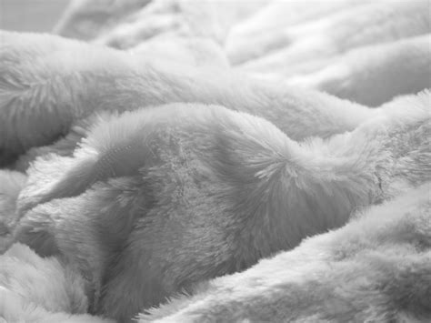 Free Photo Soft Blanket Texture Animal Rug Wool Free Download