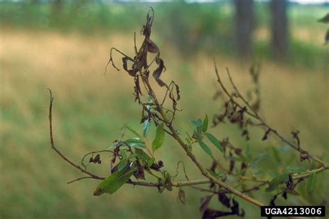 What To Do About Scab On Willow Trees Learn About Willow Scab