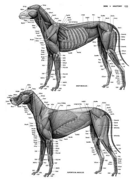 Starrify Everything Dog Anatomy Dog Skeleton Dog Sketch