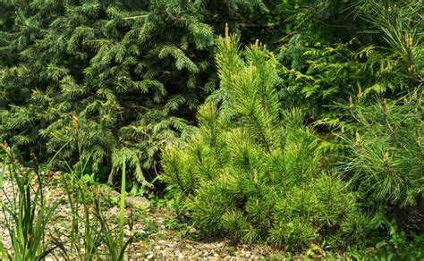 Pinus Mugo Ophir With Beautiful Young Shoots Golden Cultivar Dwarf