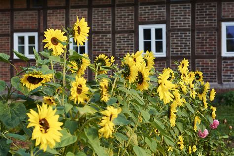Yes, you can definitly grow a sunflower from a sunflower seed. How to Grow Sunflowers