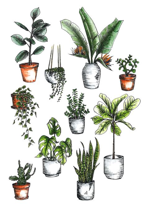 Pin By Jess Spiess On Drawing Plant Sketches Plant Drawing Plants