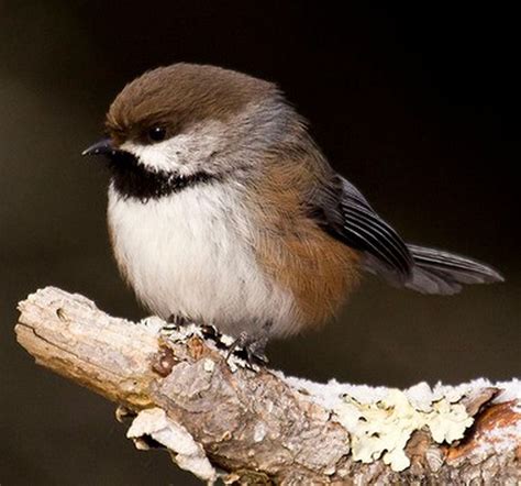The Boreal Chickadee A State Indicator Species In Decline