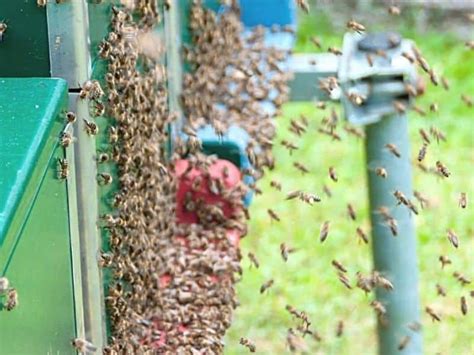 Honey Bee Orientation Flights Vs Swarming Carolina Honeybees
