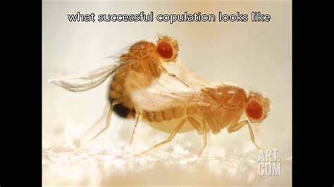 Fruit Fly Mating Youtube